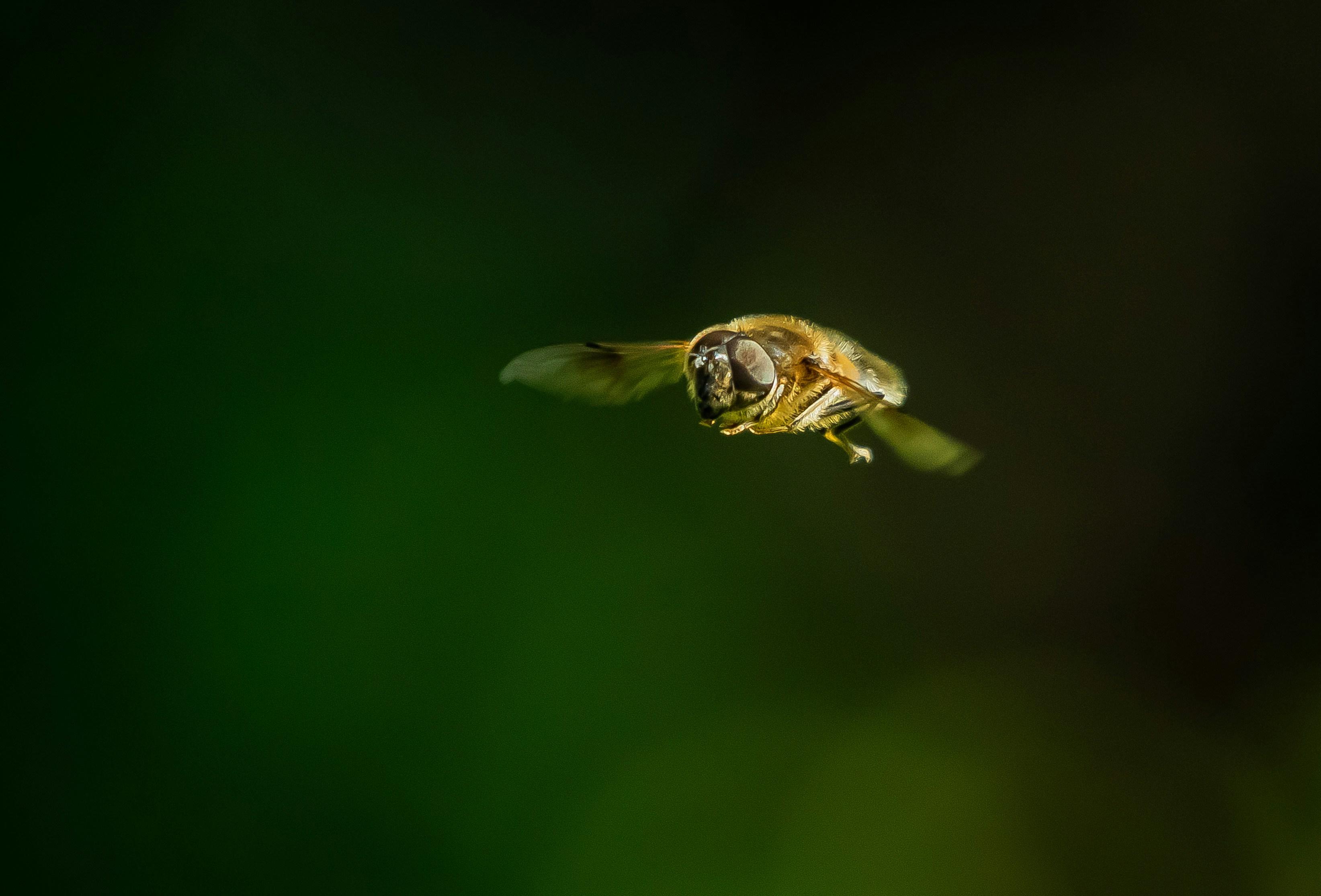 Measuring⁣ Success and Optimizing Campaigns with Beesoft AI ⁢Analytics